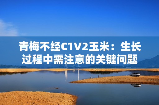 青梅不经C1V2玉米：生长过程中需注意的关键问题