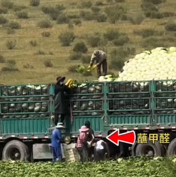 “甲醛白菜”流向引发关注，合肥、宿迁已开启核查